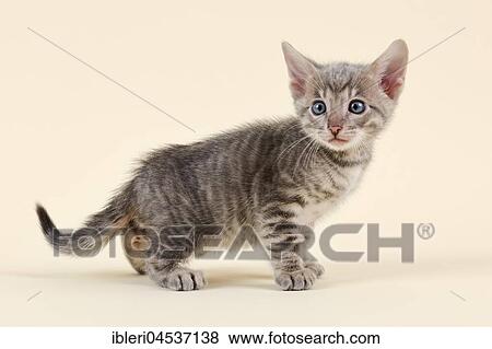 Toyger (Felis silvestris catus), age 6 weeks, attentive, color black tabby mackerel View Large Photo Image Stock Photo - Toyger (Felis silvestris catus), age 6 weeks, attentive, color black tabby mackerel. Fotosearch