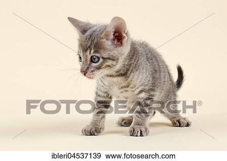 Toyger (Felis silvestris catus), age 6 weeks, curious, color black tabby mackerel View Large Photo Image Stock Photo - Toyger (Felis silvestris catus), age 6 weeks, curious, color black tabby mackerel. Fotosearch