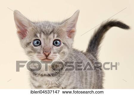 Stock Photo - Toyger (Felis silvestris catus), age 6 weeks, portrait, color black tabby mackerel. Fotosearch