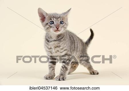 Stock Photograph - Toyger (Felis silvestris catus), age 6 weeks, attentive, color black tabby mackerel. Fotosearch