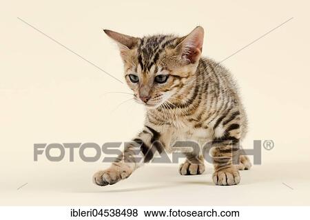 Toyger (Felis silvestris catus), age 9 weeks, curious, color brown black mackerel View Large Photo Image Stock Photo - Toyger (Felis silvestris catus), age 9 weeks, curious, color brown black mackerel. Fotosearch