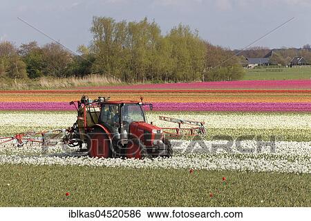 Tractor fertilizing blooming tulip fields near Alkmaar, North Holland, Netherlands View Large Photo Image Stock Photograph - Tractor fertilizing blooming tulip fields near Alkmaar, North Holland, Netherlands. Fotosearch