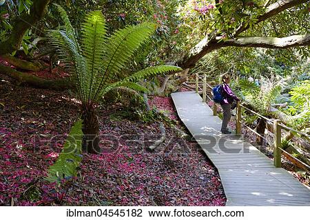 Tree fern and petals of Rhododendron on ground, The Lost Gardens of Heligan, near St Austell, Cornwall, England, United Kingdom, Europe View Large Photo Image Stock Image - Tree fern and petals of Rhododendron on ground, The Lost Gardens of Heligan, near St Austell, Cornwall, England, United Kingdom, Europe. Fotosearch