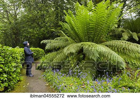 Tree fern, Trewidden Garden, near Penzance, Cornwall, England, Great Britain View Large Photo Image Stock Image - Tree fern, Trewidden Garden, near Penzance, Cornwall, England, Great Britain. Fotosearch