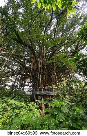 Tree house in Banyan tree (Ficus benghalensis), near Port Resolution, Tanna Island, Vanuatu, South Sea, Oceania View Large Photo Image Stock Image - Tree house in Banyan tree (Ficus benghalensis), near Port Resolution, Tanna Island, Vanuatu, South Sea, Oceania. Fotosearch