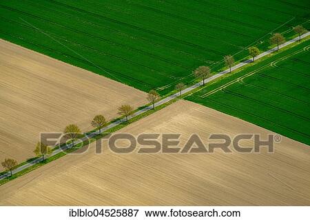 Tree-lined road between fields, Drensteinfurt, Münsterland, North Rhine-Westphalia, Germany, Europe View Large Photo Image Stock Photo - Tree-lined road between fields, Drensteinfurt, Münsterland, North Rhine-Westphalia, Germany, Europe. Fotosearch
