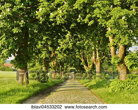 Stock Image - Tree-lined road, blooming chestnut trees (Castanea), old cobblestone pavement, near Röbel, Mecklenburg-Western Pomerania, Germany, Europe. Fotosearch