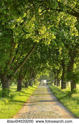 Tree-lined road in the morning light, blooming chestnut trees (Castanea), old cobblestone pavement, near Röbel, Mecklenburg-Western Pomerania, Germany, Europe View Large Photo Image Stock Image - Tree-lined road in the morning light, blooming chestnut trees (Castanea), old cobblestone pavement, near Röbel, Mecklenburg-Western Pomerania, Germany, Europe. Fotosearch