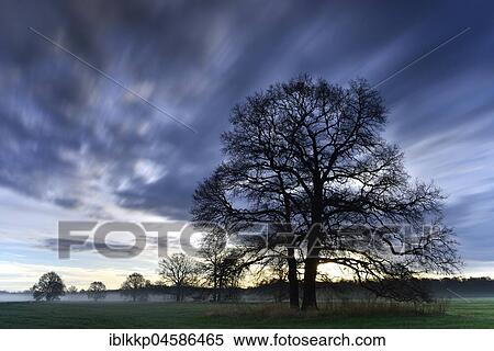 Stock Photography - Tree silhouettes in front of clouds, Biosphere Reserve Middle Elbe, Saxony-Anhalt, Germany, Europe. Fotosearch