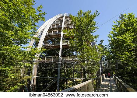 Tree tower, tree top path Bavarian Forest, Neuschönau, Bavarian Forest National Park, Lower Bavaria, Bavaria, Germany, Europe View Large Photo Image Stock Image - Tree tower, tree top path Bavarian Forest, Neuschönau, Bavarian Forest National Park, Lower Bavaria, Bavaria, Germany, Europe. Fotosearch