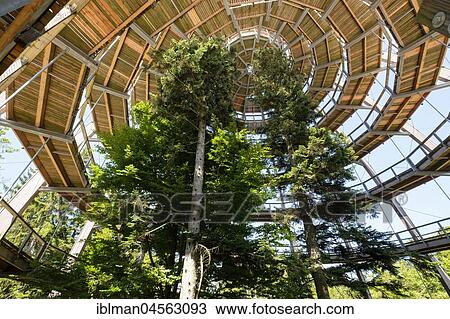 Stock Image - Tree tower, tree top path Bavarian Forest, Neuschönau, Bavarian Forest National Park, Lower Bavaria, Bavaria, Germany, Europe. Fotosearch