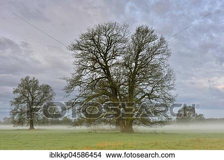 Picture - Trees at dawn, dawn in the Middle Elbe Biosphere Reserve, Saxony-Anhalt, Germany, Europe. Fotosearch