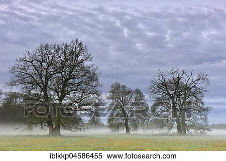 Stock Photography - Trees at dawn, dawn in the Middle Elbe Biosphere Reserve, Saxony-Anhalt, Germany, Europe. Fotosearch