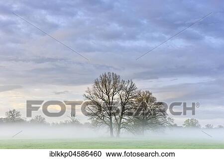 Stock Image - Trees at dawn, morning mist in the Middle Elbe Biosphere Reserve, Saxony-Anhalt, Germany, Europe. Fotosearch