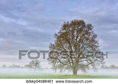 Stock Image - Trees at dawn, morning mist in the Middle Elbe Biosphere Reserve, Saxony-Anhalt, Germany, Europe. Fotosearch