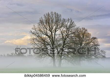 Stock Photo - Trees at dawn, morning mist in the Middle Elbe Biosphere Reserve, Saxony-Anhalt, Germany, Europe. Fotosearch