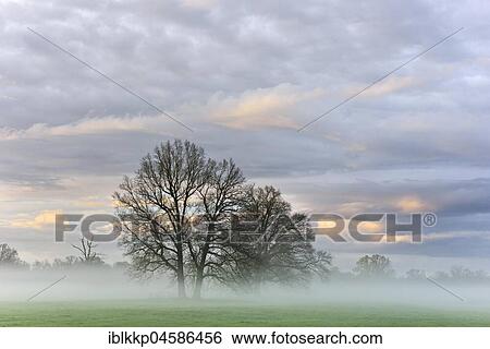 Stock Photograph - Trees at dawn, morning mist in the Middle Elbe Biosphere Reserve, Saxony-Anhalt, Germany, Europe. Fotosearch