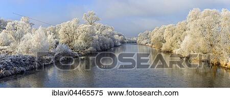 Stock Photography - Trees covered in hoar frost along River Eder, 7 swans in river, near Bad Wildungen, Hesse, Germany, Europe. Fotosearch