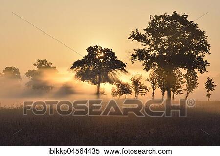 Trees in the morning fog at sunlight, biosphere reserve Oberlausitzer Heath and pond landscape, Saxony, Germany, Europe View Large Photo Image Stock Photography - Trees in the morning fog at sunlight, biosphere reserve Oberlausitzer Heath and pond landscape, Saxony, Germany, Europe. Fotosearch