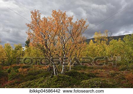 Trees with colourful autumn leaves, Abisko National Park, Sweden, Europe View Large Photo Image Stock Image - Trees with colourful autumn leaves, Abisko National Park, Sweden, Europe. Fotosearch