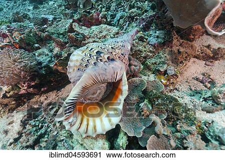 Triton's trumpet (Charonia tritonis), Nusa Lembongan, Bali, Indonesia, Asia View Large Photo Image Stock Image - Triton's trumpet (Charonia tritonis), Nusa Lembongan, Bali, Indonesia, Asia. Fotosearch