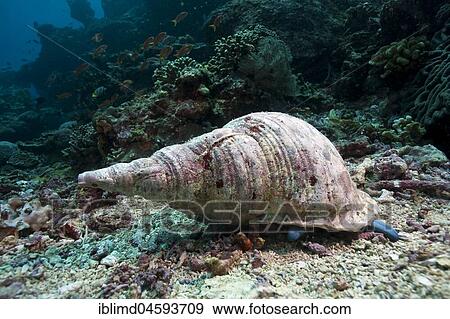 Triton's trumpet Snail (Charonia tritonis), Nusa Lembongan, Bali, Indonesia, Asia View Large Photo Image Stock Photo - Triton's trumpet Snail (Charonia tritonis), Nusa Lembongan, Bali, Indonesia, Asia. Fotosearch