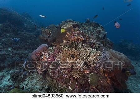 Tropical coral reef, Nusa Lembongan, Bali, Indonesia, Asia View Large Photo Image Stock Image - Tropical coral reef, Nusa Lembongan, Bali, Indonesia, Asia. Fotosearch