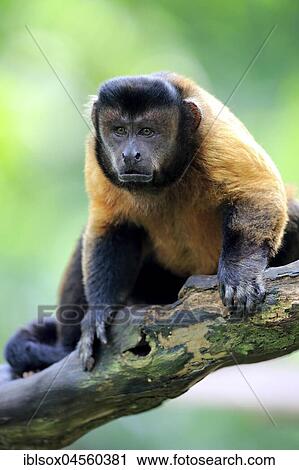 Stock Image - Tufted Capuchin (Cebus apella), adult watchful, captive, Occurrence South America. Fotosearch