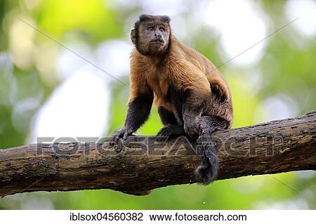 Stock Image - Tufted Capuchin (Cebus apella), adult watchful, captive, Occurrence South America. Fotosearch
