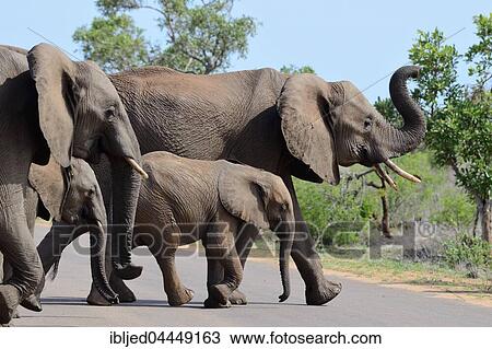 Two adult female African bush elephants (Loxodonta africana africana) with two calves crossing a paved road, Kruger National Park, South Africa, Africa View Large Photo Image Stock Image - Two adult female African bush elephants (Loxodonta africana africana) with two calves crossing a paved road, Kruger National Park, South Africa, Africa. Fotosearch