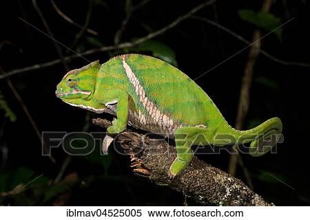 Stock Photography - Two-banded chameleon (Furcifer balteatus), female, Ranomafana National Park, Madagascar, Africa. Fotosearch