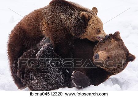 Two brown bears (Ursus arctos) in the snow, battle, captive, Bavaria, Germany, Europe View Large Photo Image Stock Image - Two brown bears (Ursus arctos) in the snow, battle, captive, Bavaria, Germany, Europe. Fotosearch