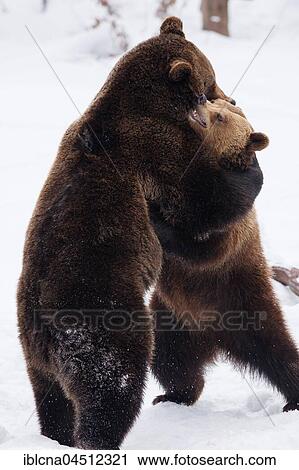 Two brown bears (Ursus arctos) in the snow, battle, captive, Bavaria, Germany, Europe View Large Photo Image Stock Image - Two brown bears (Ursus arctos) in the snow, battle, captive, Bavaria, Germany, Europe. Fotosearch
