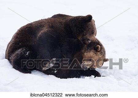 Two brown bears (Ursus arctos) in the snow, battle, captive, Bavaria, Germany, Europe View Large Photo Image Stock Image - Two brown bears (Ursus arctos) in the snow, battle, captive, Bavaria, Germany, Europe. Fotosearch