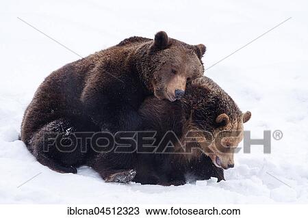 Two brown bears (Ursus arctos) in the snow, battle, captive, Bavaria, Germany, Europe View Large Photo Image Stock Image - Two brown bears (Ursus arctos) in the snow, battle, captive, Bavaria, Germany, Europe. Fotosearch