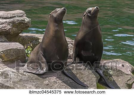 Two California sea lions (Zalophus californianus) on rocks, captive, Tiergarten Nuremberg, Middle Franconia, Bavaria, Germany, Europe View Large Photo Image Stock Photography - Two California sea lions (Zalophus californianus) on rocks, captive, Tiergarten Nuremberg, Middle Franconia, Bavaria, Germany, Europe. Fotosearch