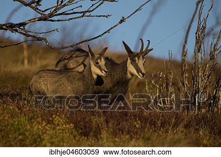 Stock Photo - Two Chamoises (Rupicapra rupicapra), Hohneck, La Bresse, Vosges, France, Europe. Fotosearch