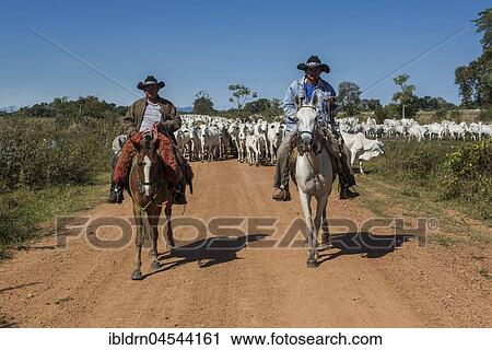Two cowboys on horses with a herd of Nelore cattle on gravel road, Pantanal, Mato Grosso do Sul, Brazil, South America View Large Photo Image Stock Image - Two cowboys on horses with a herd of Nelore cattle on gravel road, Pantanal, Mato Grosso do Sul, Brazil, South America. Fotosearch