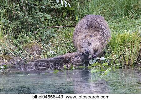 Two European beavers (Castor fiber), dam and young animal at the bank border, feeding, Upper Austria, Austria, Europe View Large Photo Image Stock Photo - Two European beavers (Castor fiber), dam and young animal at the bank border, feeding, Upper Austria, Austria, Europe. Fotosearch
