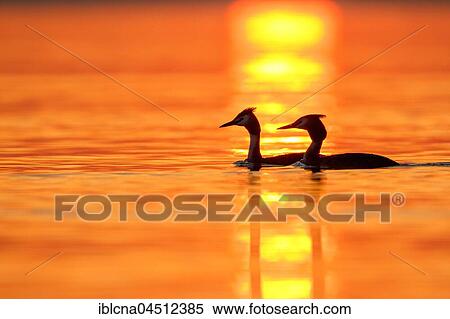 Stock Photography - Two Great crested grebes (Podiceps cristatus) in lake, sunset, Baden-Württemberg, Germany, Europe. Fotosearch