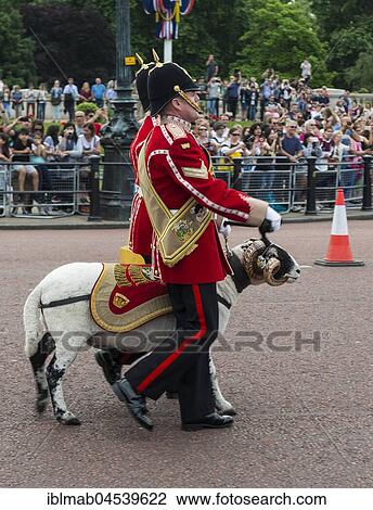 Stock Image - Two guards with a goat, royal guard, changing of the guards, London, England, United Kingdom, Europe. Fotosearch