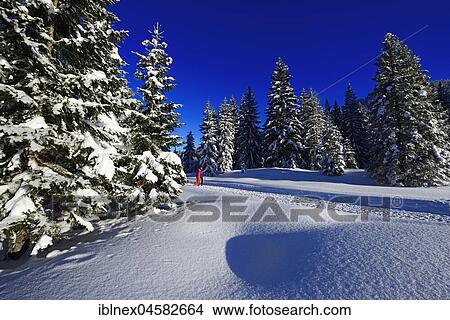 Picture - Two hikers walk through snow-covered winter forest, premium winter hiking trail, Hemmersuppenalm, Reit im Winkl, Chiemgau, Oberbayern, Bavaria, Germany.. Fotosearch