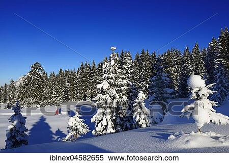 Two hikers walk through snow-covered winter landscape, premium winter hiking trail, Hemmersuppenalm, Reit im Winkl, Chiemgau, Oberbayern, Bavaria, Germany. View Large Photo Image Stock Photography - Two hikers walk through snow-covered winter landscape, premium winter hiking trail, Hemmersuppenalm, Reit im Winkl, Chiemgau, Oberbayern, Bavaria, Germany.. Fotosearch