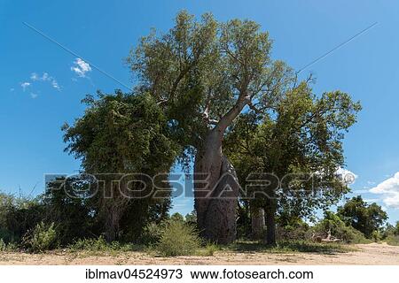 Two intertwined baobabs (Adansonia za), Baobab Amoureux, Baobab of Love, Morondava, Madagascar, Africa View Large Photo Image Stock Image - Two intertwined baobabs (Adansonia za), Baobab Amoureux, Baobab of Love, Morondava, Madagascar, Africa. Fotosearch