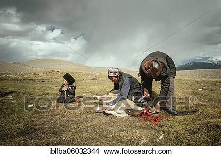 Picture - Two men and a boy slaughter a sheep, one of the men holds back the head of the animal to bleed it, Kyrgyz nomads, they s Khadz Goz, Wakhan Corridor, Badakhshan, Afghanistan, Asia. Fotosearch