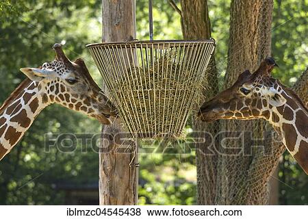 Two net giraffes (Giraffa reticulata) at the food basket, captive, Tiergarten Nuremberg, Middle Franconia, Bavaria, Germany, Europe View Large Photo Image Stock Photo - Two net giraffes (Giraffa reticulata) at the food basket, captive, Tiergarten Nuremberg, Middle Franconia, Bavaria, Germany, Europe. Fotosearch