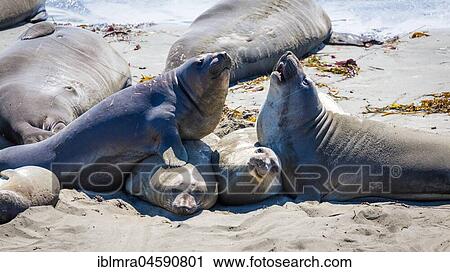 Stock Image - Two Northern Elephant Seals (Mirounga angustirostris) fight on the beach, near San Simeon, California, USA, North America. Fotosearch