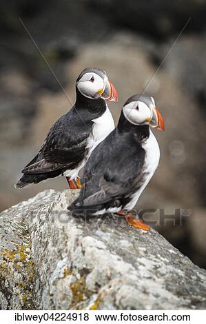 Stock Photo - Two Puffin (Fratercula arctica) on rock, island of Flatey, Flatey, Westfjords, Iceland, Europe. Fotosearch
