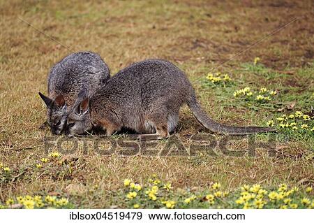 Stock Photo - Two Tammar wallabies (Macropus eugenii) eating, adults, Kangaroo Island, South Australia, Australia, Oceania. Fotosearch