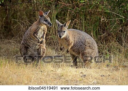 Two Tammar wallabies (Macropus eugenii), adults, Kangaroo Island, South Australia, Australia, Oceania View Large Photo Image Stock Image - Two Tammar wallabies (Macropus eugenii), adults, Kangaroo Island, South Australia, Australia, Oceania. Fotosearch